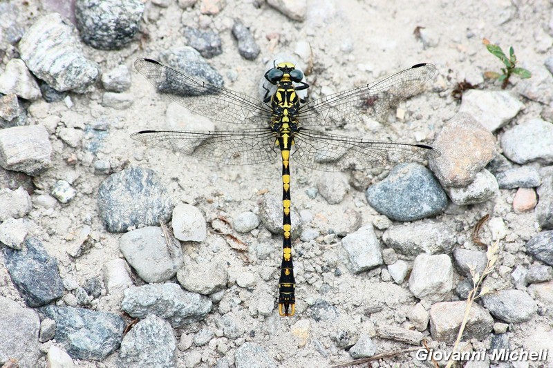 Odonati del Parco del Ticino